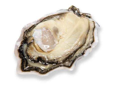 Oyster special marennes oléron Geay produttore allevatore