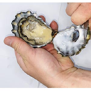 comment ouvrir les huîtres marennes oléron Geay ostréiculteur producteur éleveur
