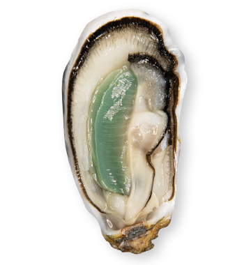 Ostriche nei pressi di Marennes-Oléron in Charente-Maritime Francia - Ostriche GEAY 