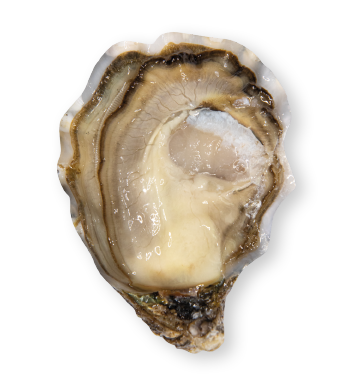Ostriche nei pressi di Marennes-Oléron in Charente-Maritime Francia - Ostriche GEAY 