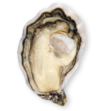 Ostriche nei pressi di Marennes-Oléron in Charente-Maritime Francia - Ostriche GEAY 