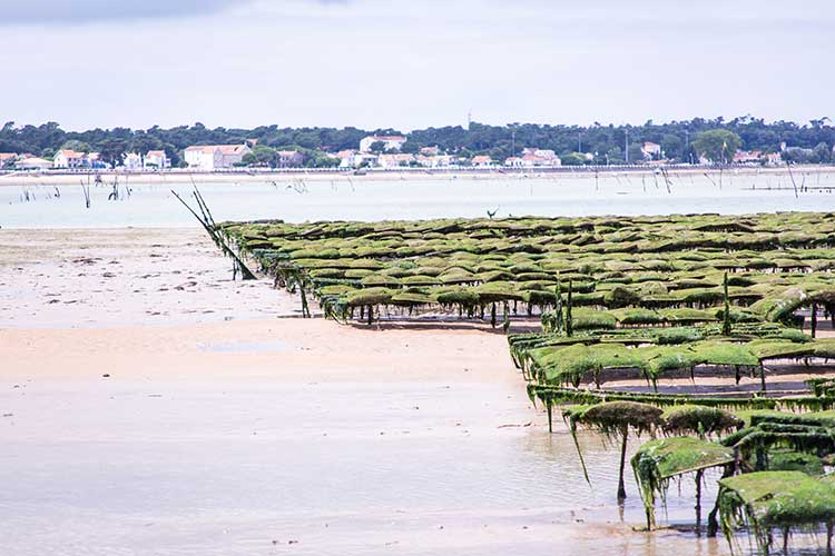 Geay oyster producers oyster farmers Marennes Oléron since 1874